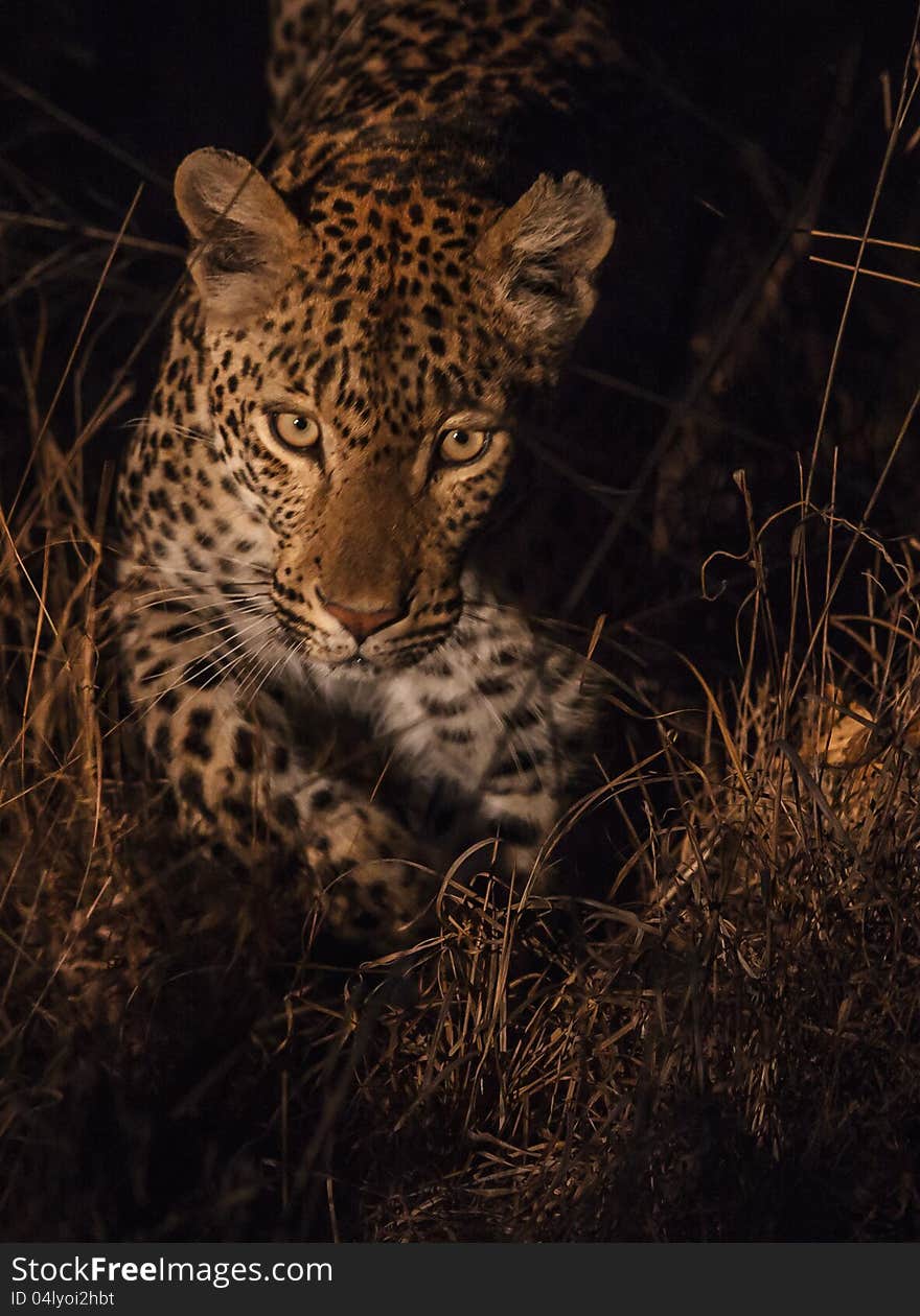 Female leopard in night in the spotlight with reflection in eyes. Female leopard in night in the spotlight with reflection in eyes