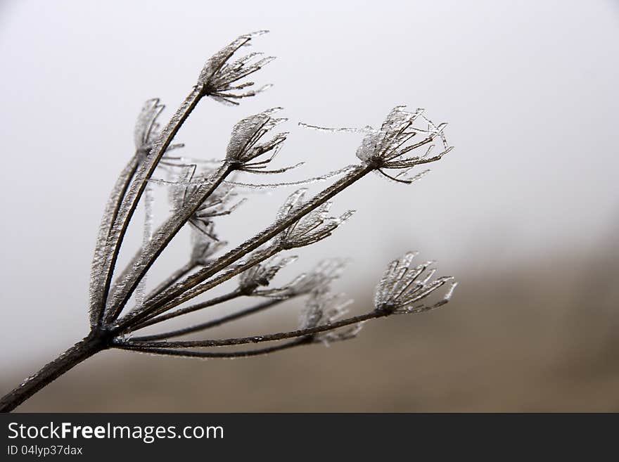 Ice covered flower