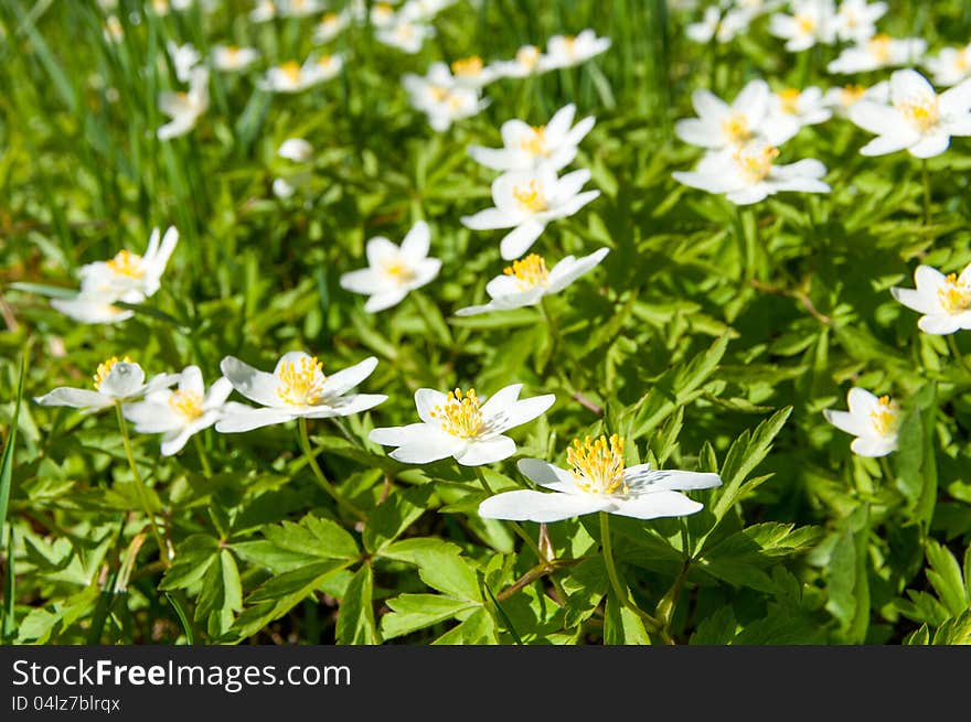 Glade of snowdrops