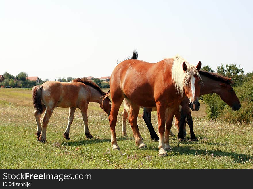 Group of horses grazing at the field