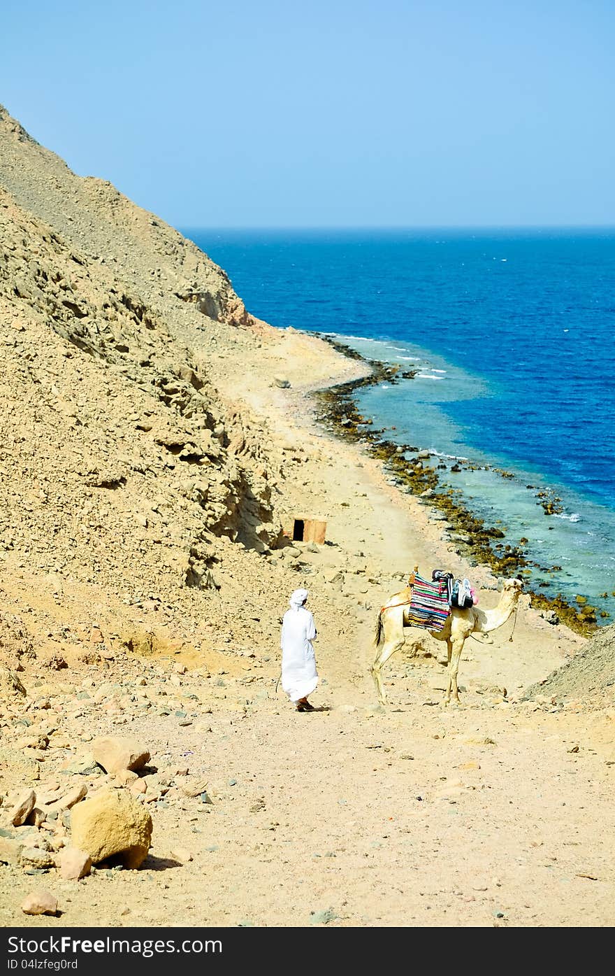 Cameleer leading a camel along the coast of Red sea