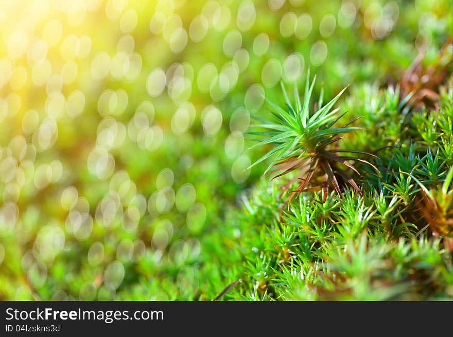 Green grass background with sun beam and bright boukeh