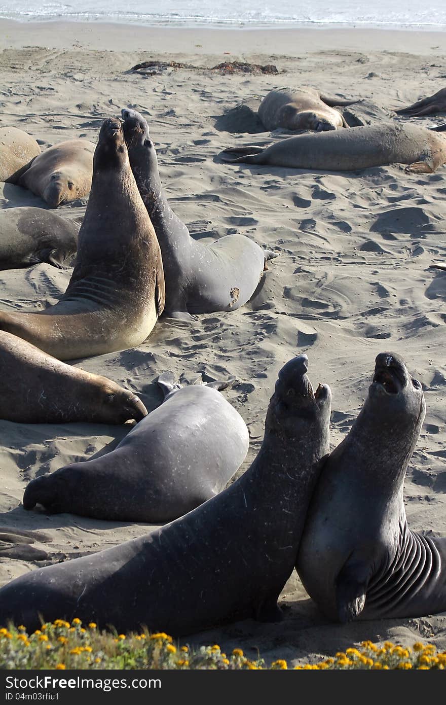 Elephant Seals Pair Fight