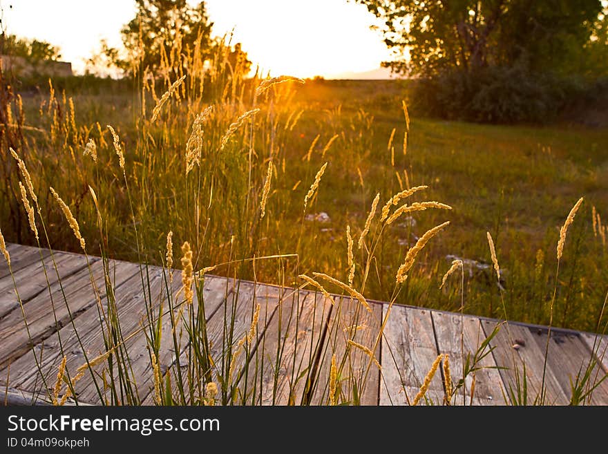 An old weathered wooden dock in a sunny field. An old weathered wooden dock in a sunny field.