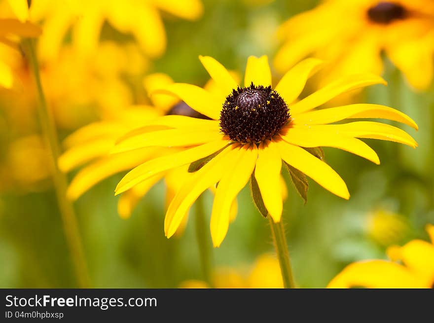 Yellow camomile