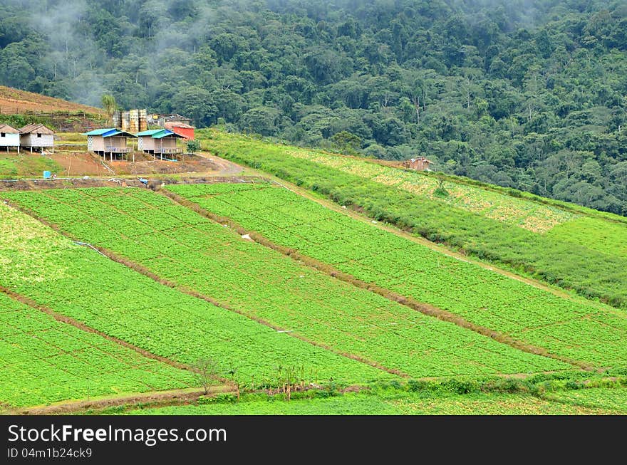 The cultivated area at 1,768 meters above sea level, Phuthapboek Thailand. The cultivated area at 1,768 meters above sea level, Phuthapboek Thailand.