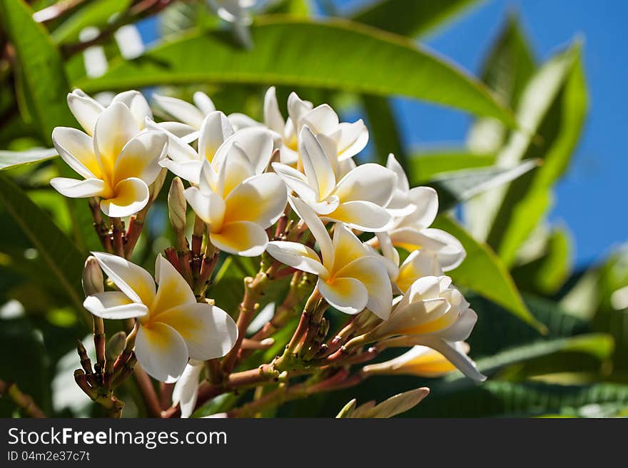 Bunch of Frangipanis glowing in the sun. Bunch of Frangipanis glowing in the sun.