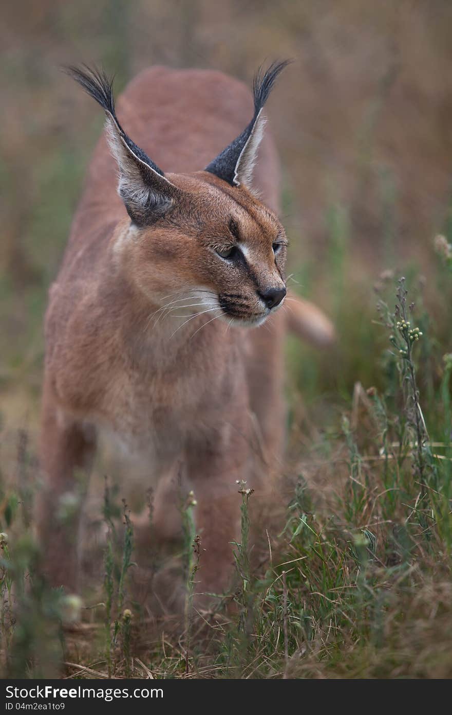 The adult caracal is living in captivity and are in fantastic condition.