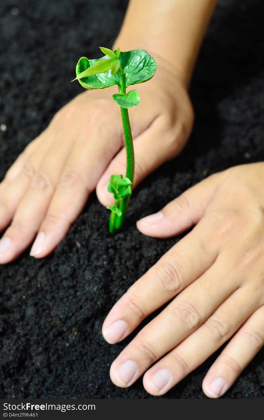 Close up of planting for forest