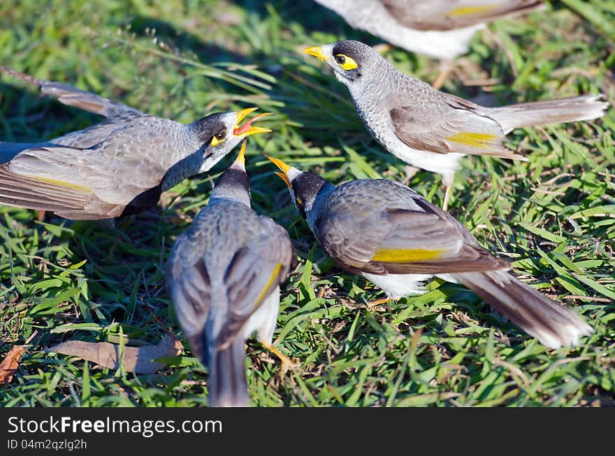 Group of noisy miners on the grass; the noisy miner (Manorina melanocephala) is a vocal and gregarious bird in the honeyeater family Meliphagidae and is endemic to eastern and south-eastern Australia.