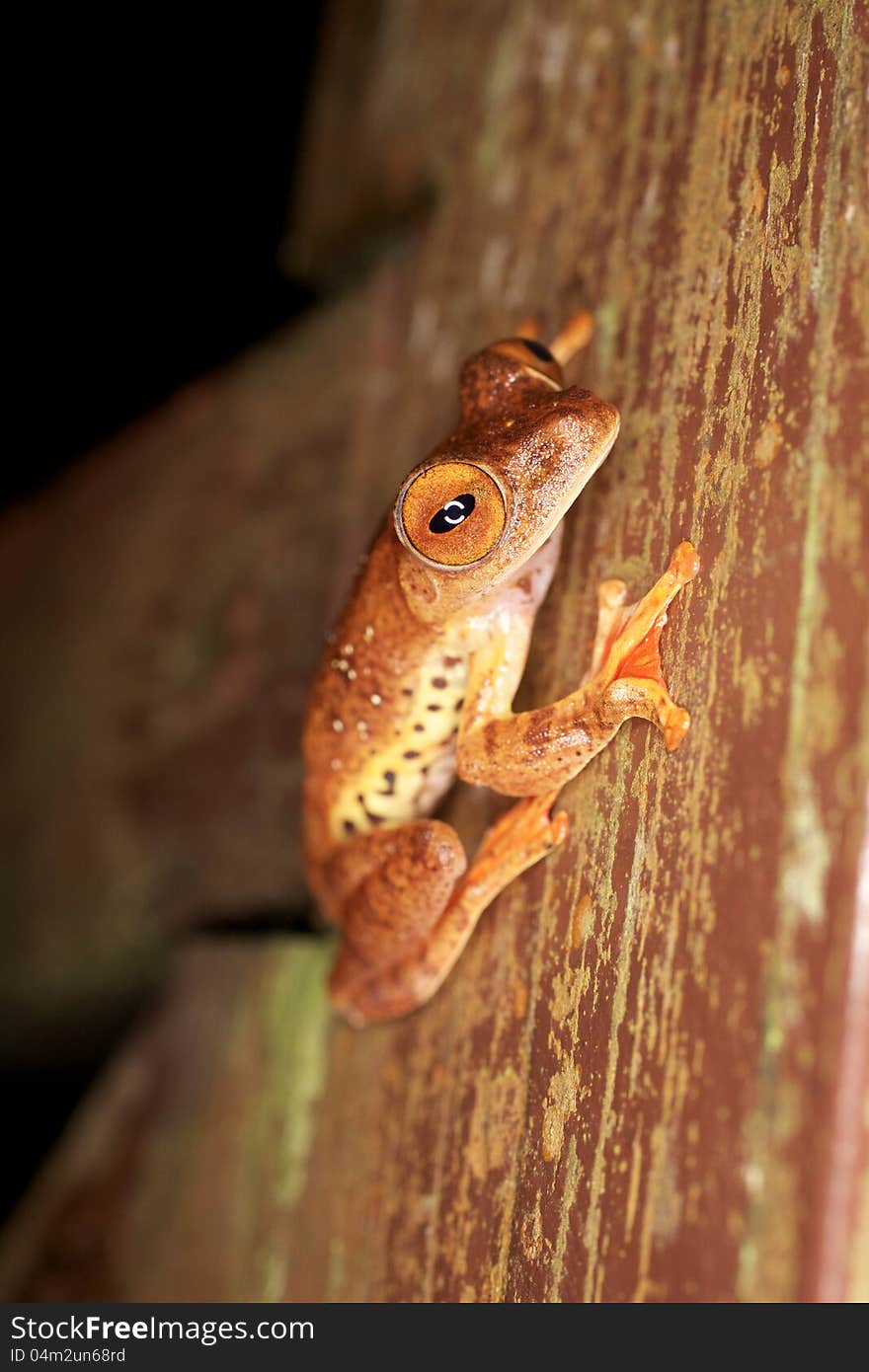 Flying Frog In Borneo