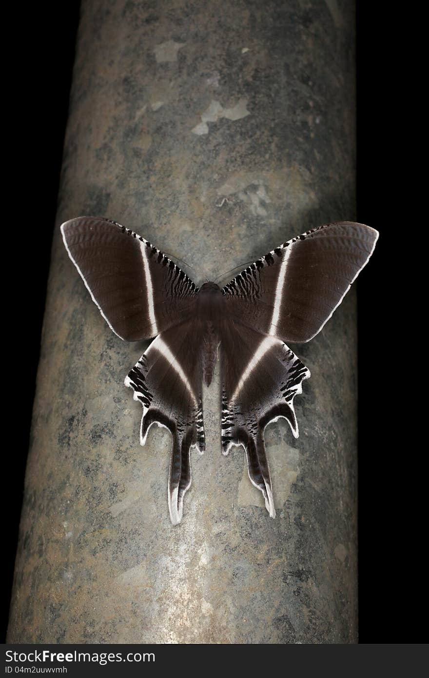 A large brown swallowtail moth (Uraniidae) found at night in Tawau Hills Park, Sabah, Malaysia. A large brown swallowtail moth (Uraniidae) found at night in Tawau Hills Park, Sabah, Malaysia.