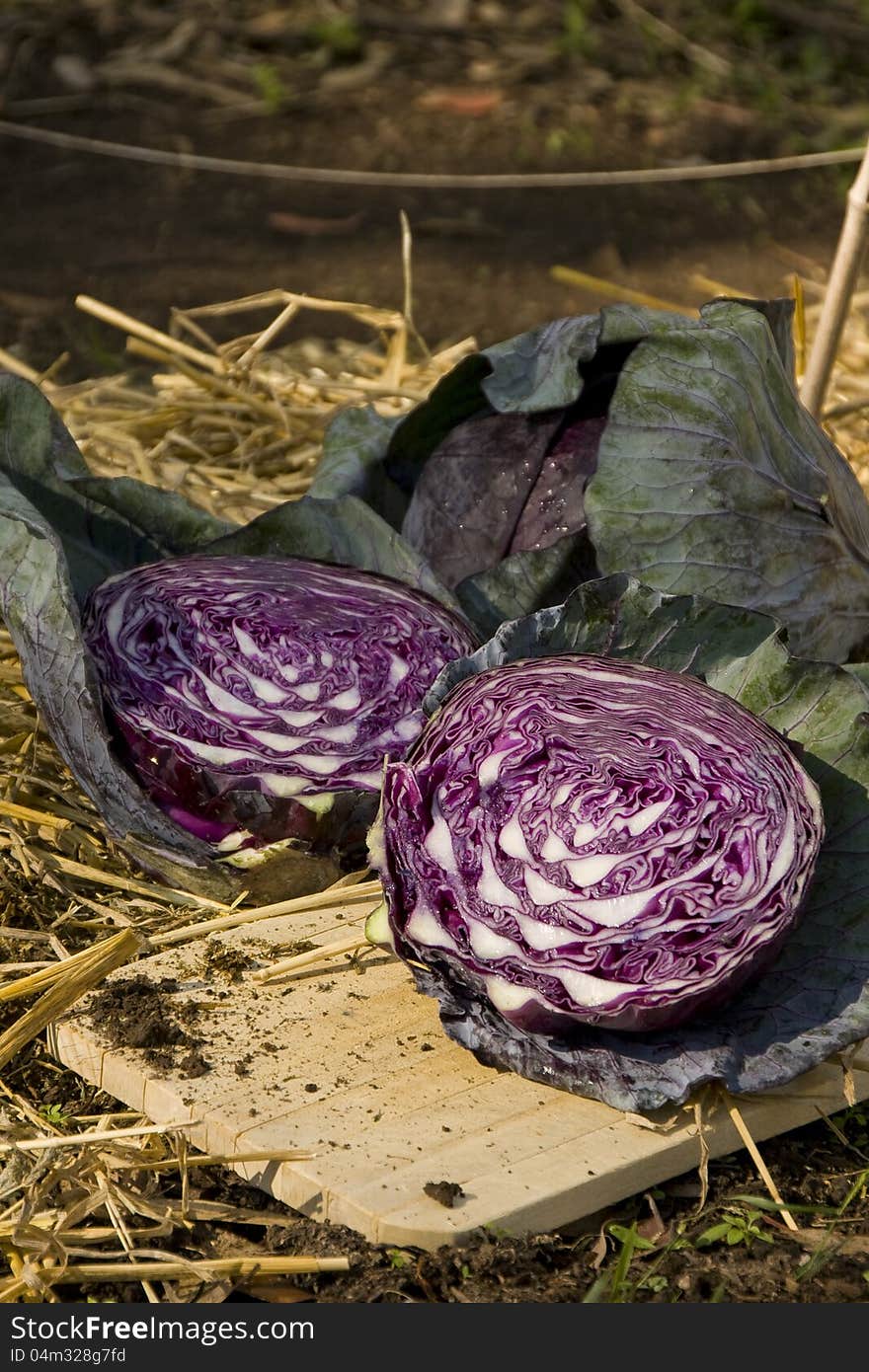 Fresh red cabbage sliced showing the colour and contrast in the centre. Fresh red cabbage sliced showing the colour and contrast in the centre