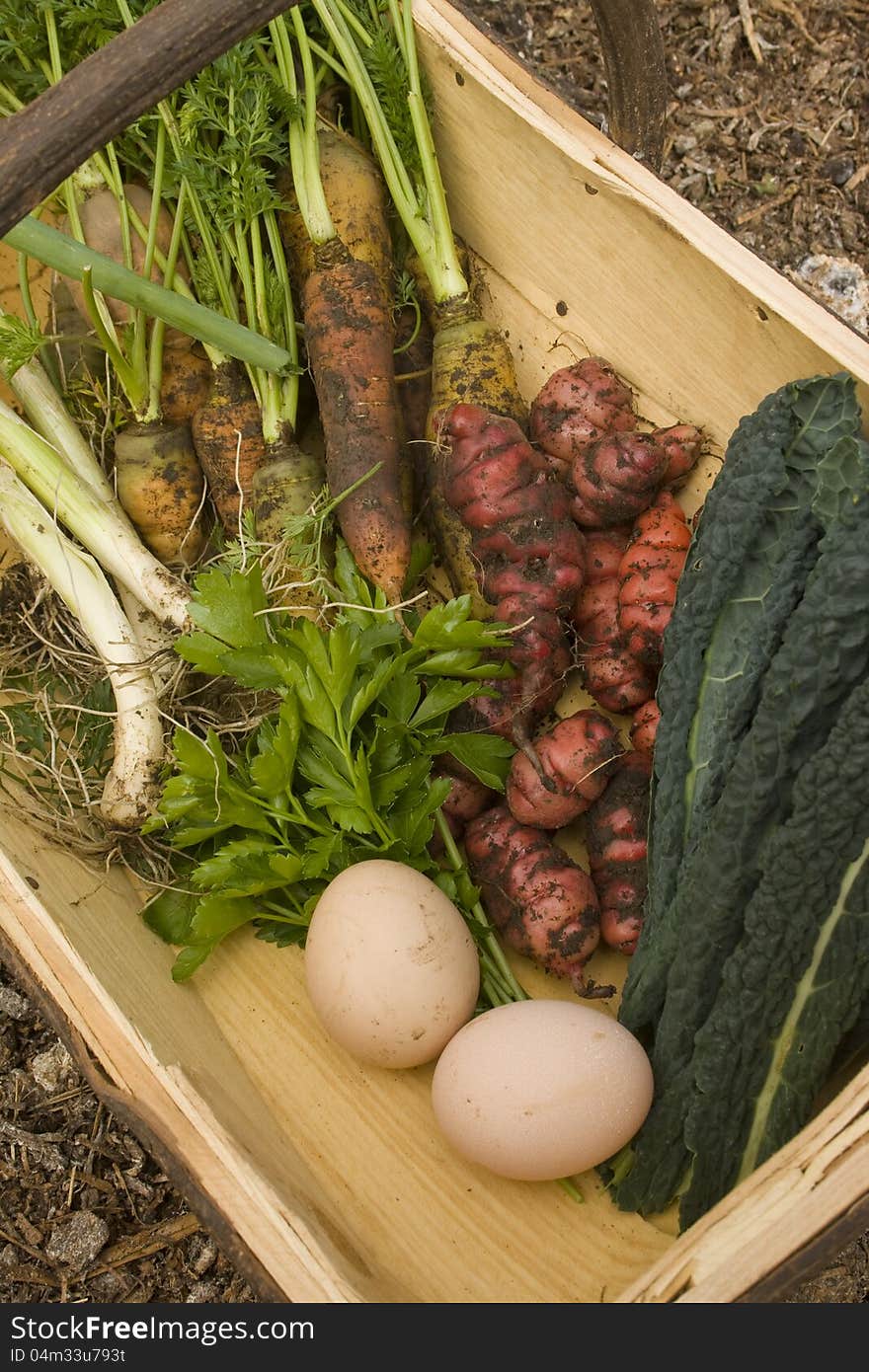 Trug carrying a range of freshly collected and harvested produce from a home organic garden. Trug carrying a range of freshly collected and harvested produce from a home organic garden