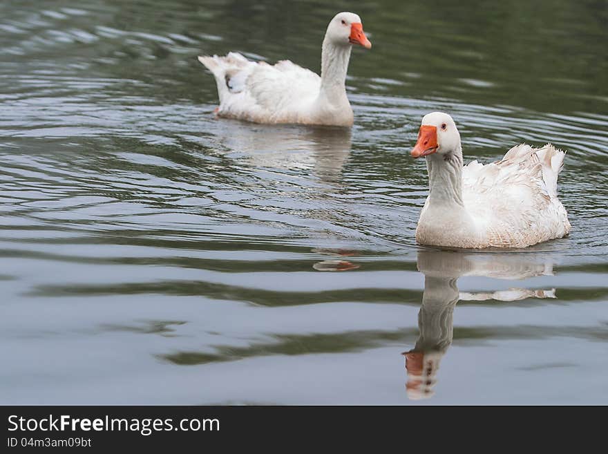 Two geese are swimming around in the lake.