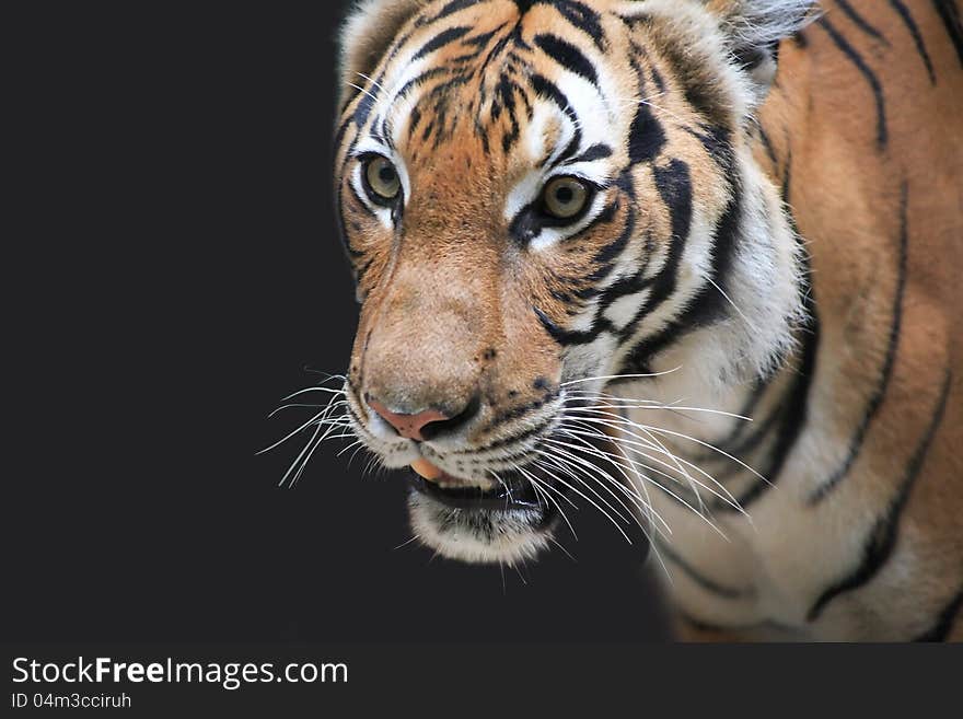 Tiger Portrait