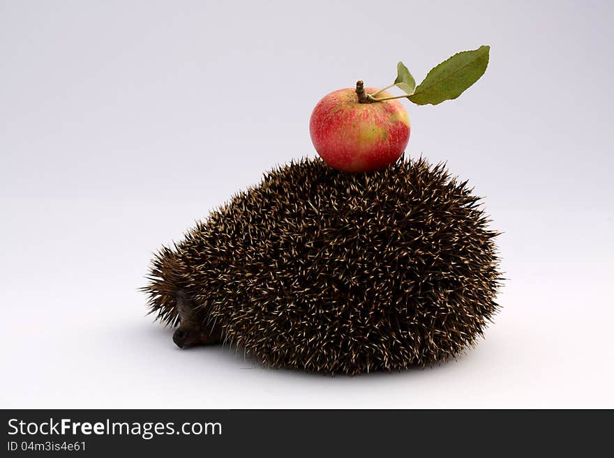 Hedgehog with an apple on its back, on white background. Hedgehog with an apple on its back, on white background.