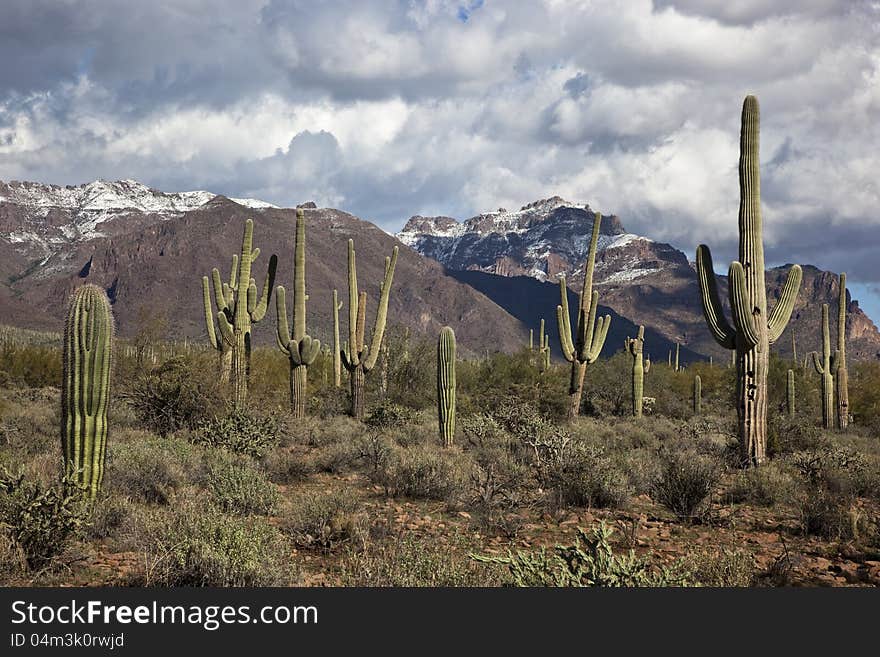 Saguaro Cacti and the Superstitions