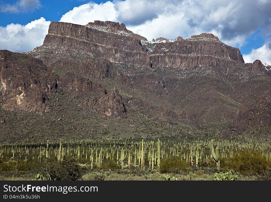 Saguaro Cacti and the Superstitions