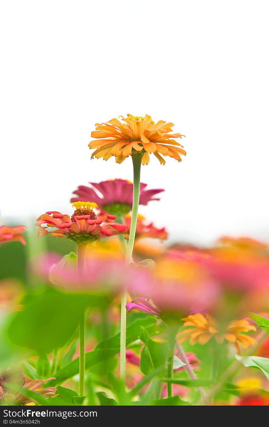 Yellow Zinnia Flower in The Garden with white space