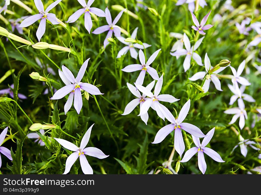 Laurentia axillaris – ornamental plant from Australia.