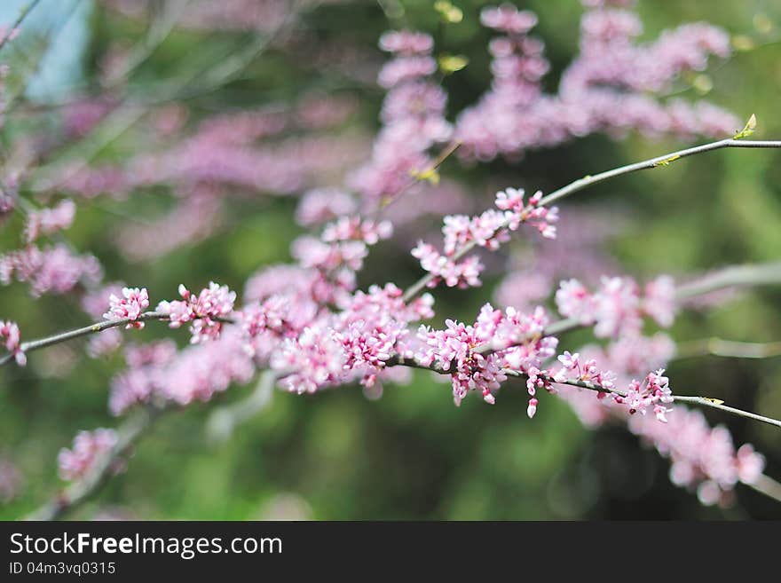 Branches of a blossoming fruit tree. Branches of a blossoming fruit tree