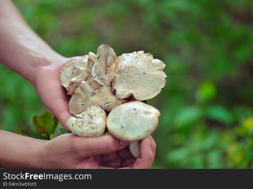 Against a grass of a hand hold fresh cepes. Against a grass of a hand hold fresh cepes