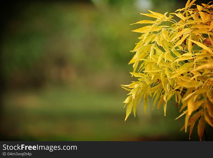 Large foreground of a branch of an autumn tree. Large foreground of a branch of an autumn tree