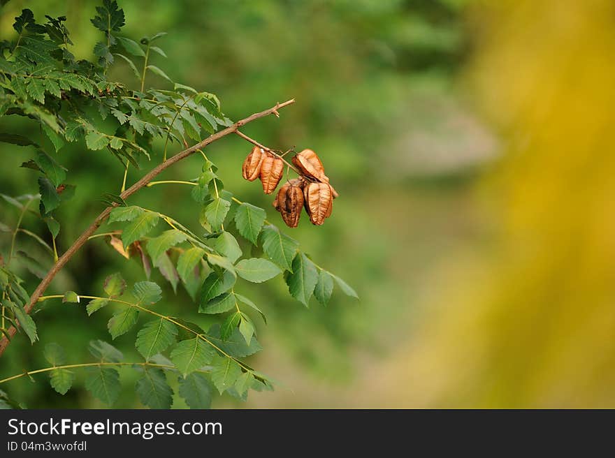 In the foreground a tree branch with green leaves and brown hand bells. In the foreground a tree branch with green leaves and brown hand bells