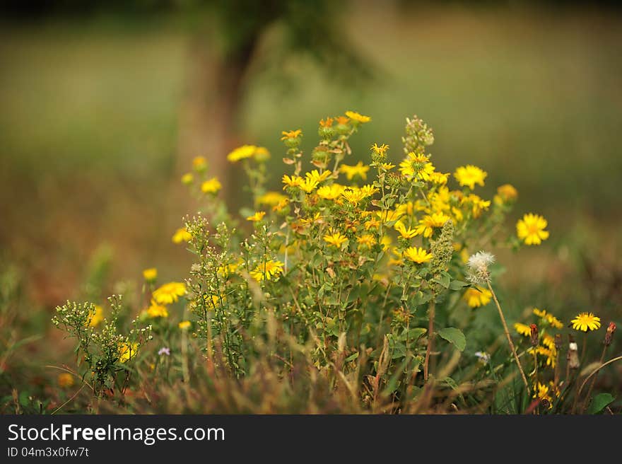 Close up a bush of wild yellow flowers on a green background. Close up a bush of wild yellow flowers on a green background