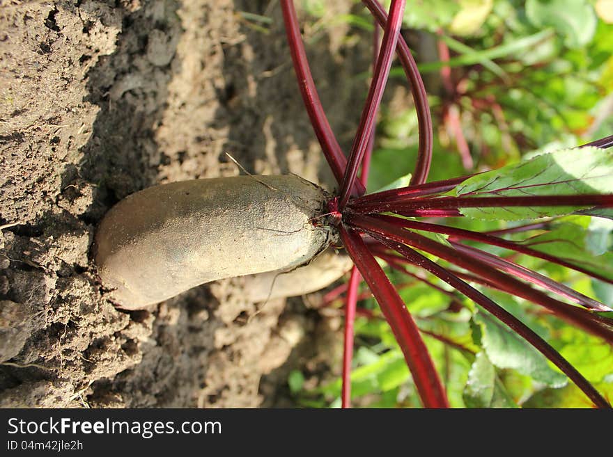 Cylindrical beets  growing in a soil ( close up)