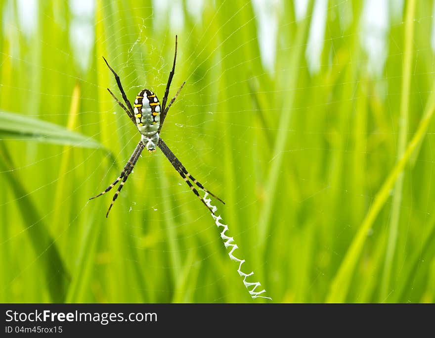 Yellow-black spider in her spiderweb