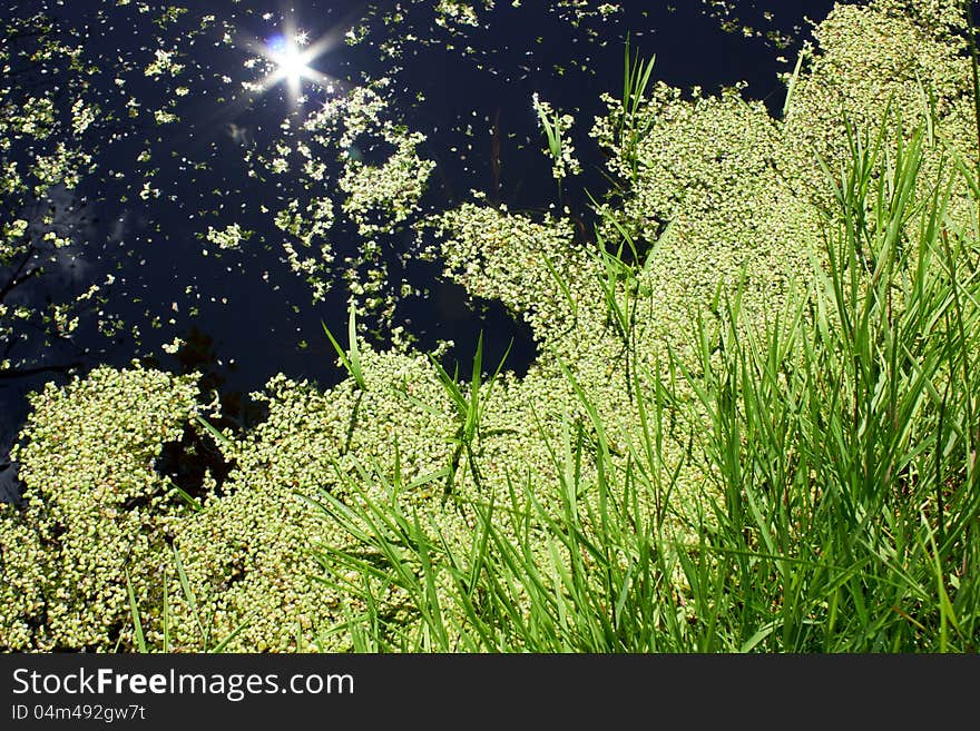 Duckweed in the pond