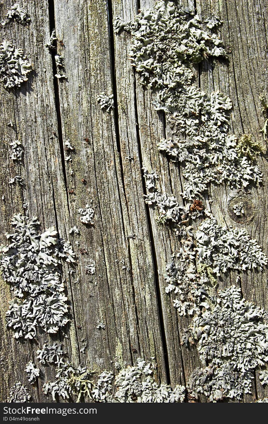 Lichen on the surface of an old tree. Lichen on the surface of an old tree