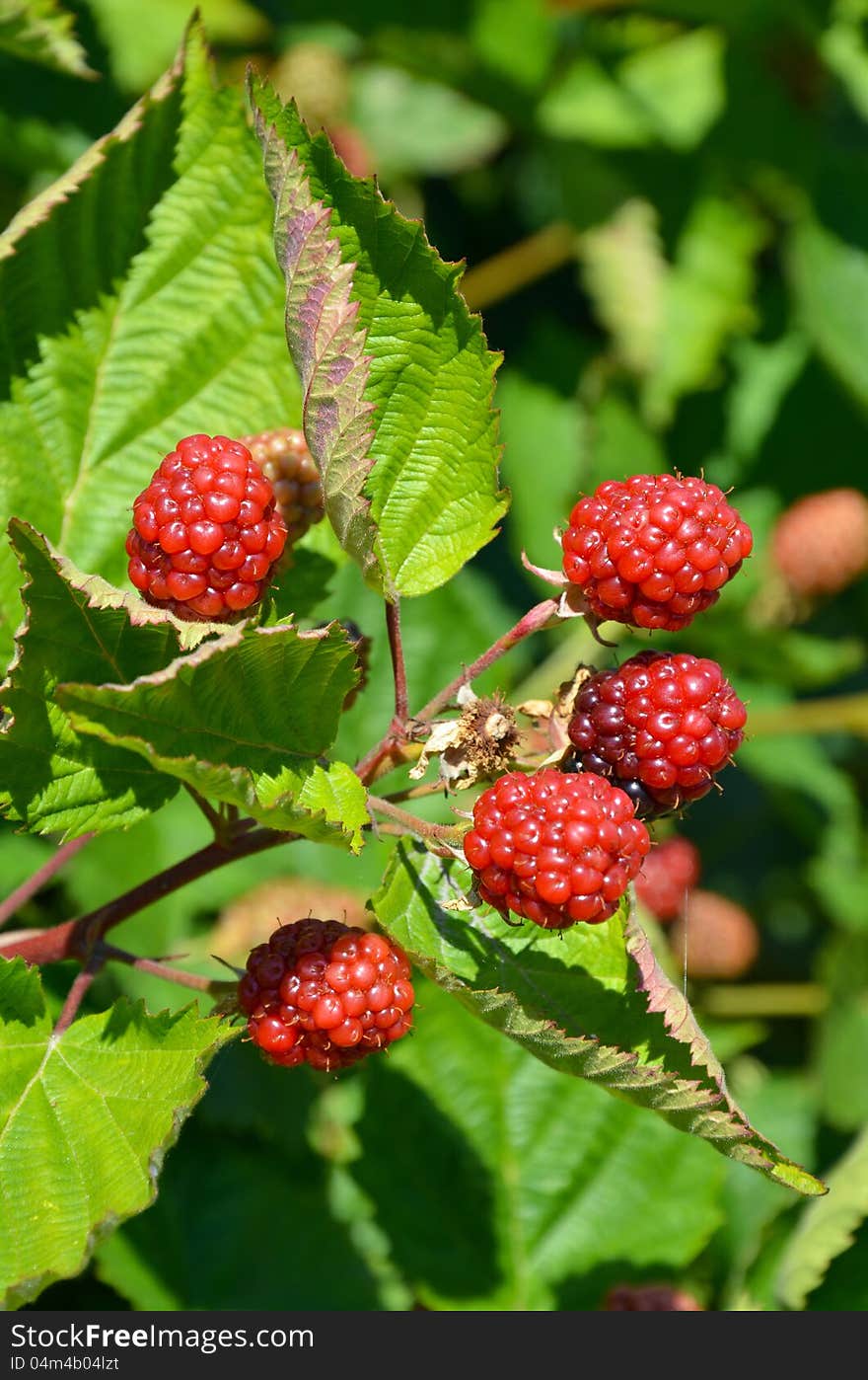 Red Summer Berries