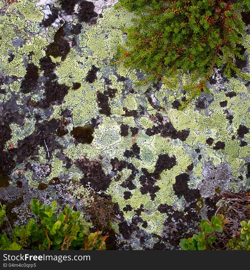 Green lichen and moss on grey rock in Norway. Green lichen and moss on grey rock in Norway