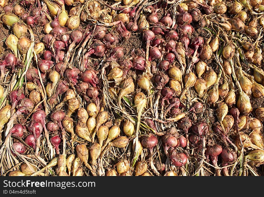 Harvest of onions