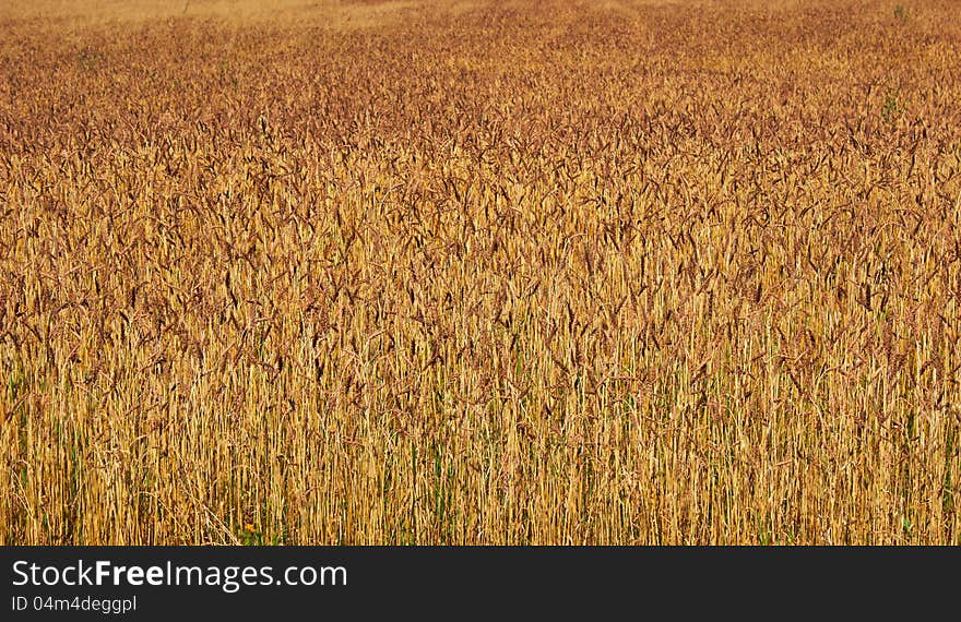 The field full of ripe corn. The field full of ripe corn