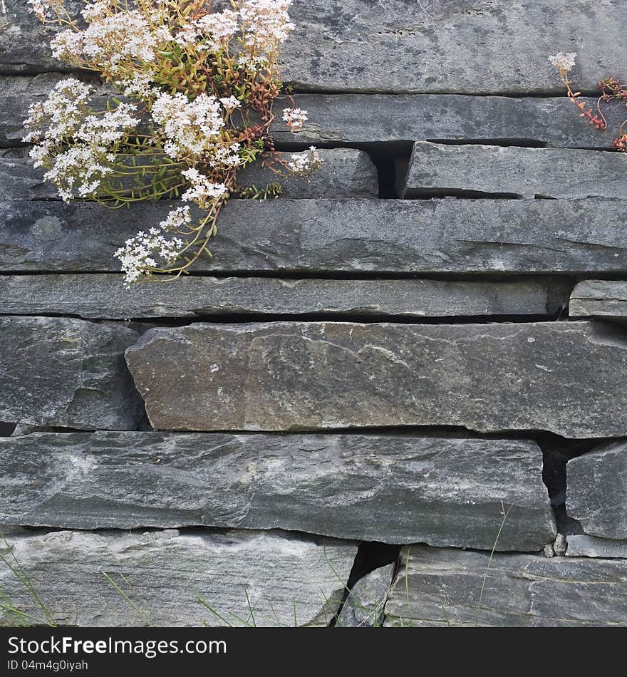 Closeup of stone wall with flowers