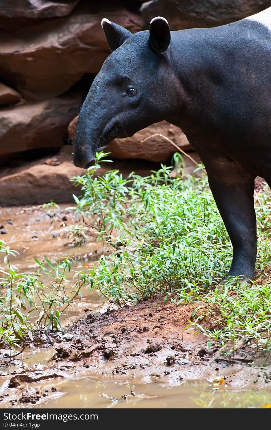 Malayan Tapir, also called Asian Tapir (Tapirus indicus). Malayan Tapir, also called Asian Tapir (Tapirus indicus)