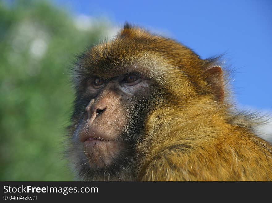 Young monkey carefully observed around looking for food. Young monkey carefully observed around looking for food