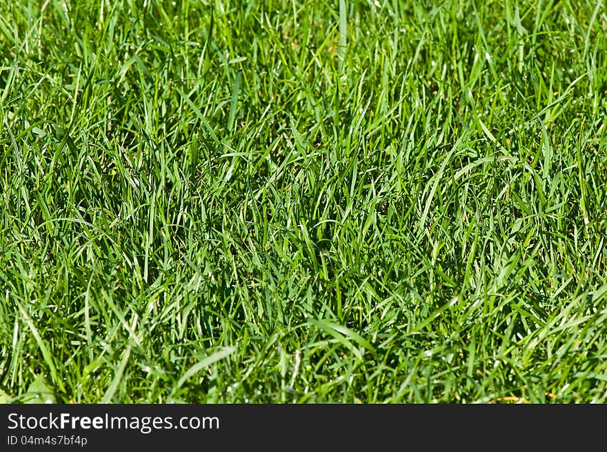 Water droplets on green grass in the morning