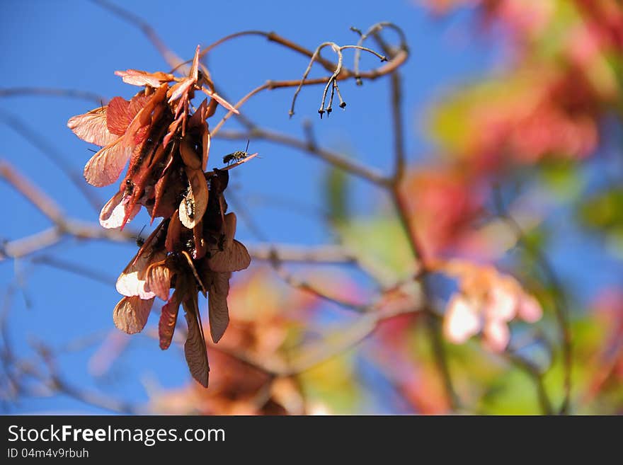 Cluster of Bugged Winged Seeds