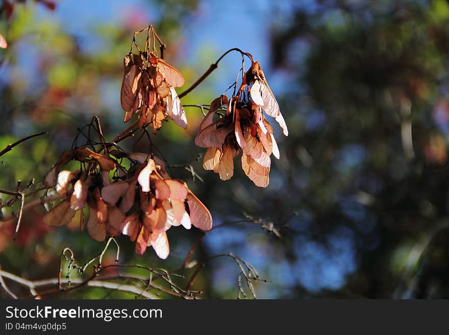 Clusters Of Dried Samaras