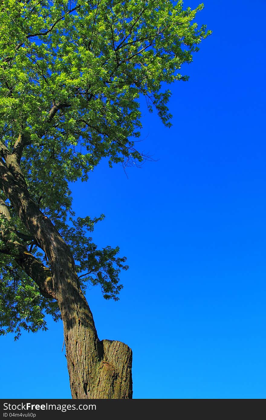 Maple tree flourishing and thriving despite having a truncated limb. Vertical color photograph with clear blue sky background. Maple tree flourishing and thriving despite having a truncated limb. Vertical color photograph with clear blue sky background