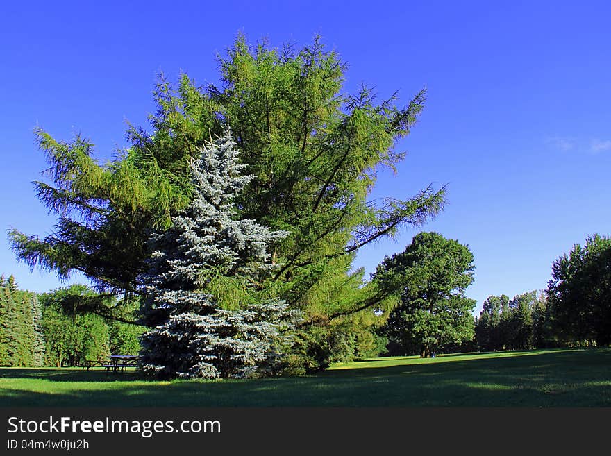 A couple of conifer trees with interlaced branches as if they were hugging each others in sign of affection. Landscape color photograph with clear blue sky background. A couple of conifer trees with interlaced branches as if they were hugging each others in sign of affection. Landscape color photograph with clear blue sky background.