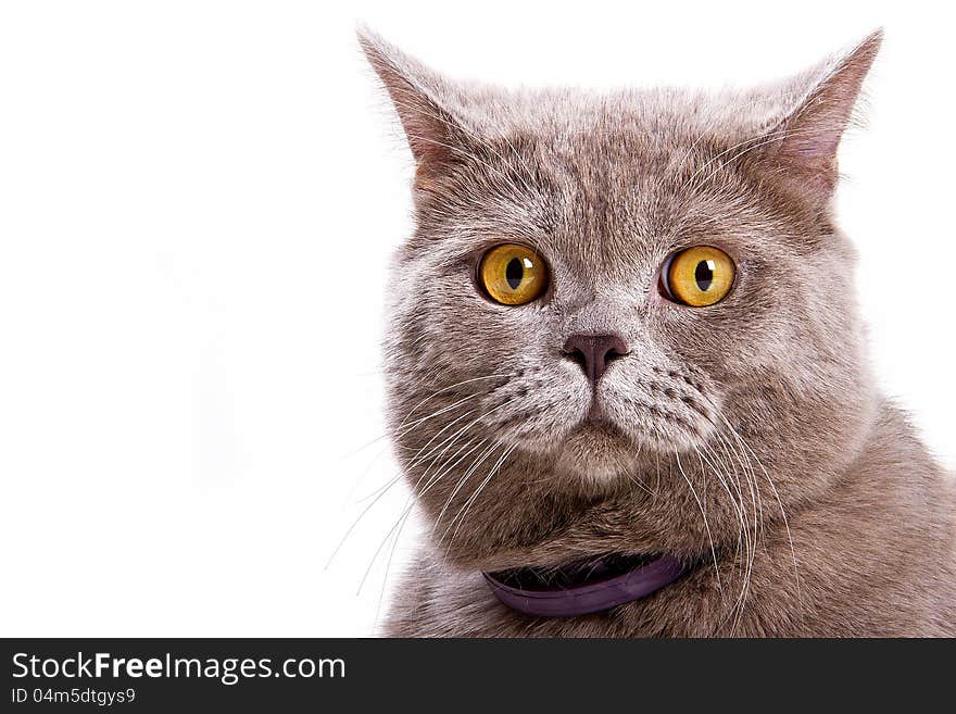 British cat shows grin on a white background