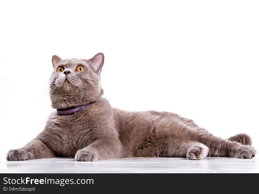 The British cat lying on a white background