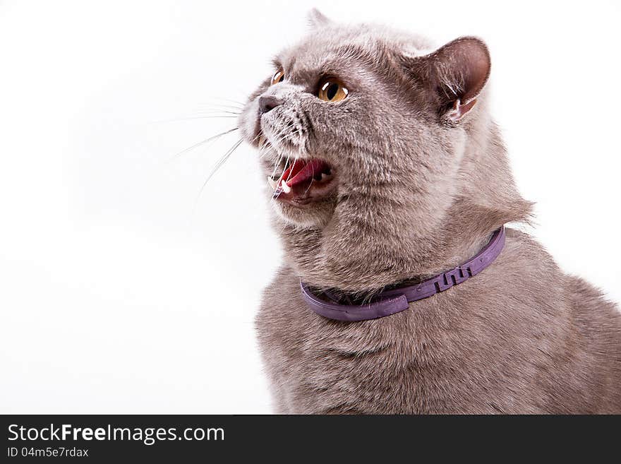 British cat shows grin on a white background