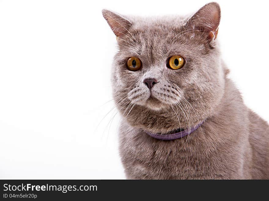 British cat shows grin on a white background